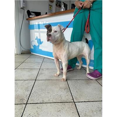 Comune di Messina -  Dipartimento ambiente e sanità - Servizio Randagismo Messina - Cane - Microchip 380260170212513