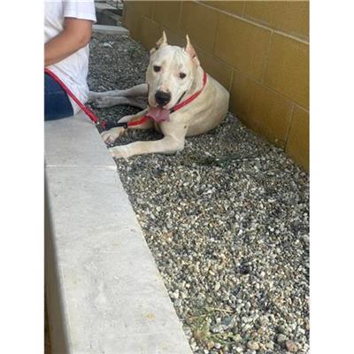 Comune di Messina -  Dipartimento ambiente e sanità - Servizio Randagismo Messina - Cane - Microchip 380260170213419