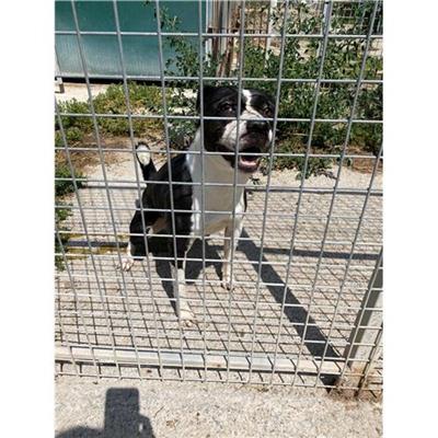 Comune di Messina -  Dipartimento ambiente e sanità - Servizio Randagismo Messina - Cane - Microchip 380260170213403