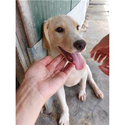 Comune di Messina -  Dipartimento ambiente e sanità - Servizio Randagismo Messina - Cane - Microchip 380260170213169