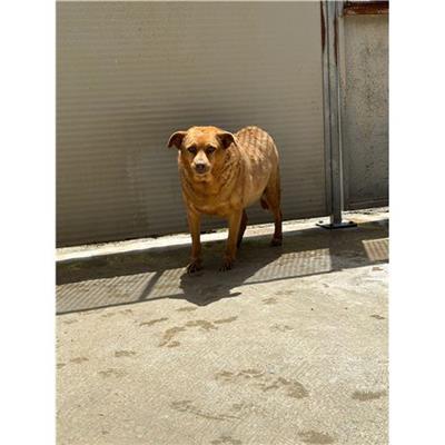 Comune di Messina -  Dipartimento ambiente e sanità - Servizio Randagismo Messina - Cane - Microchip 380260041212923